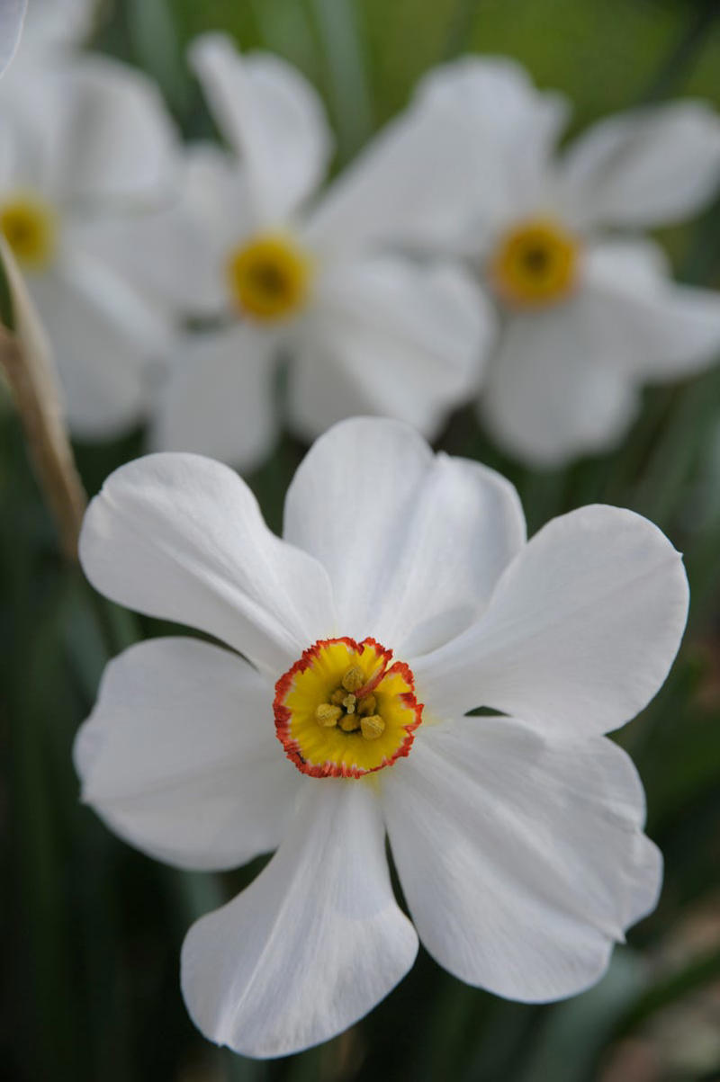 January: Carnation, February: Violet, March: Daffodil, April: Daisy, May: Lily of the Valley, June: Rose, July: Larkspur ,  August: Gladiolus, September: Aster, October: Marigold, November: Chrysanthemums, December: Narcissus