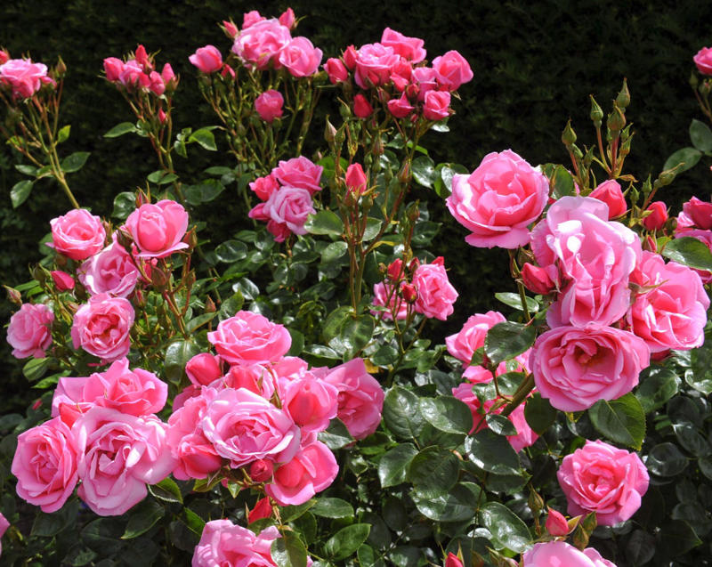 January: Carnation, February: Violet, March: Daffodil, April: Daisy, May: Lily of the Valley, June: Rose, July: Larkspur , August: Gladiolus, September: Aster, October: Marigold, November: Chrysanthemums, December: Narcissus