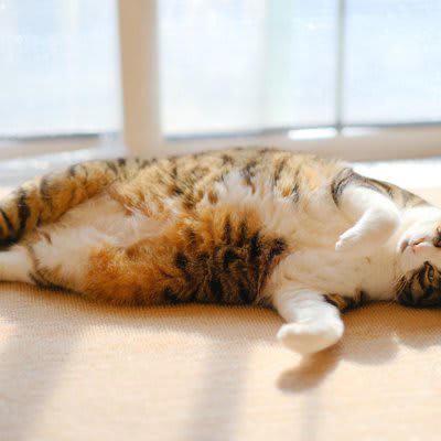 猫の「免疫力が低下」しているサイン５選, 1.ご飯をあまり食べない, 2.よく寝てばかりいる・動きが少ない, 3.体重が減ってきた, 4.目やに、鼻水が多くなった, 5.皮膚が荒れている、毛づやが悪い, 猫の免疫力が下がってしまう原因, 栄養の偏りがある食事, 寒い、または暑すぎる環境, 免疫力を高めて猫の体を強くする方法, ストレスを減らす工夫, 質の良いご飯を選ぶ, 部屋の温度や湿度を快適に保つ, 規則正しい生活リズム