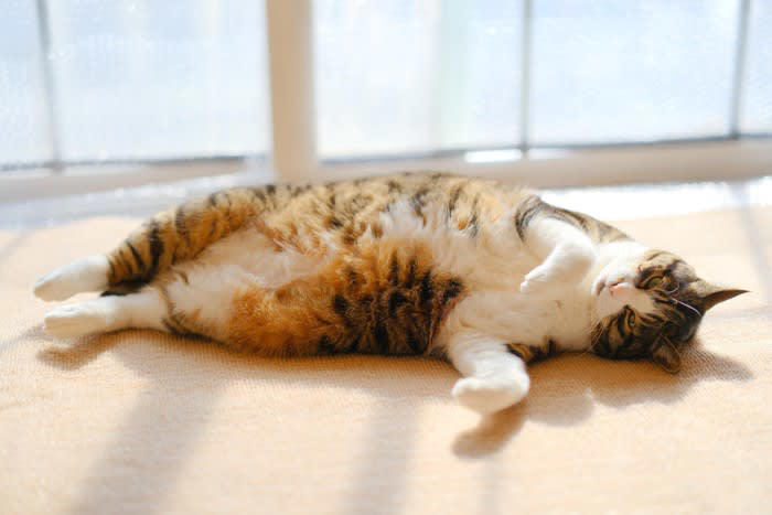 猫の「免疫力が低下」しているサイン５選, 1.ご飯をあまり食べない, 2.よく寝てばかりいる・動きが少ない, 3.体重が減ってきた, 4.目やに、鼻水が多くなった, 5.皮膚が荒れている、毛づやが悪い, 猫の免疫力が下がってしまう原因, 栄養の偏りがある食事, 寒い、または暑すぎる環境, 免疫力を高めて猫の体を強くする方法, ストレスを減らす工夫, 質の良いご飯を選ぶ, 部屋の温度や湿度を快適に保つ, 規則正しい生活リズム