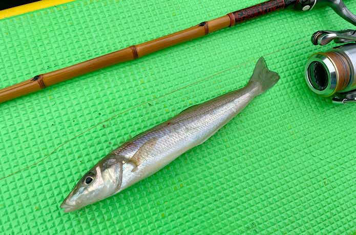 冬カワハギといえば“肝和え”, 寒ヒラメは刺身が段違い, 脂が乗る冬は刺身と照り焼きが双璧, 炙りが鉄板だけど、ぬか漬けもおすすめ, しゃぶしゃぶで旨味を引き出す, 冬タチは炙りがベストアンサー