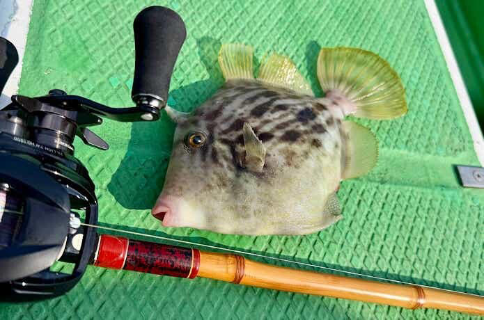 冬カワハギといえば“肝和え”, 寒ヒラメは刺身が段違い, 脂が乗る冬は刺身と照り焼きが双璧, 炙りが鉄板だけど、ぬか漬けもおすすめ, しゃぶしゃぶで旨味を引き出す, 冬タチは炙りがベストアンサー