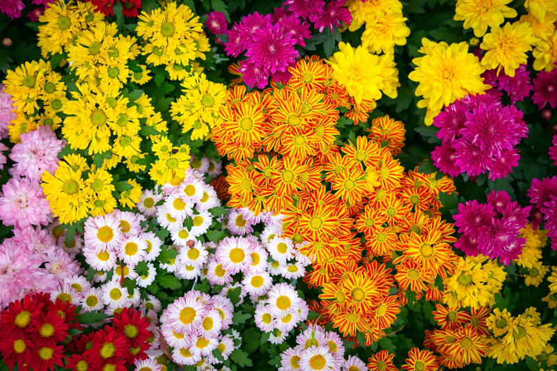 January: Carnation, February: Violet, March: Daffodil, April: Daisy, May: Lily of the Valley, June: Rose, July: Larkspur , August: Gladiolus, September: Aster, October: Marigold, November: Chrysanthemums, December: Narcissus