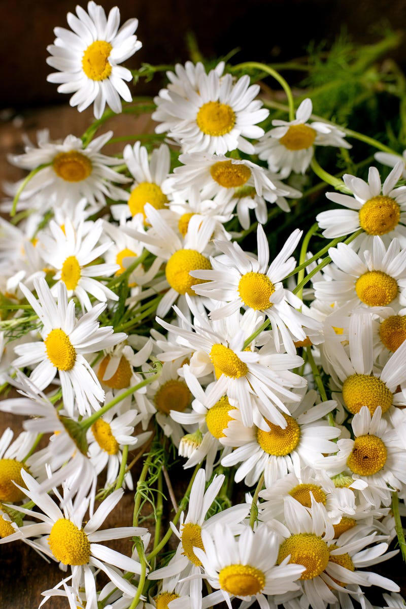 January: Carnation, February: Violet, March: Daffodil, April: Daisy, May: Lily of the Valley, June: Rose, July: Larkspur , August: Gladiolus, September: Aster, October: Marigold, November: Chrysanthemums, December: Narcissus