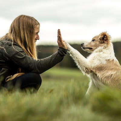 犬が「あなたは仲間だよ」と伝えているサイン4つ, 1.背中やお尻をつけて座る, 2.全身の力を抜いて身をゆだねる, 4.人を守るような行動をする, 犬に信頼してもらう方法