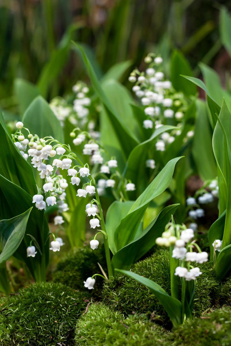 January: Carnation, February: Violet, March: Daffodil, April: Daisy, May: Lily of the Valley, June: Rose, July: Larkspur , August: Gladiolus, September: Aster, October: Marigold, November: Chrysanthemums, December: Narcissus