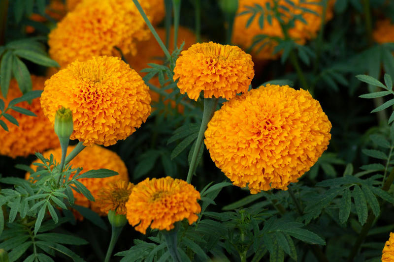 January: Carnation, February: Violet, March: Daffodil, April: Daisy, May: Lily of the Valley, June: Rose, July: Larkspur , August: Gladiolus, September: Aster, October: Marigold, November: Chrysanthemums, December: Narcissus