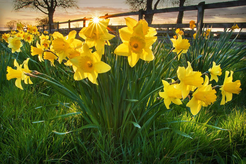 January: Carnation, February: Violet, March: Daffodil, April: Daisy, May: Lily of the Valley, June: Rose, July: Larkspur , August: Gladiolus, September: Aster, October: Marigold, November: Chrysanthemums, December: Narcissus