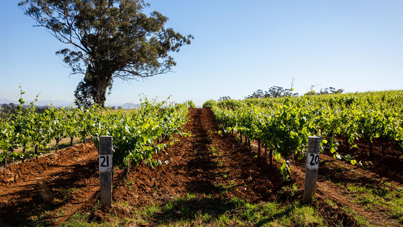 The best Hunter Valley wineries to visit in 2026, Gundog Estate, Tyrrell’s, Mount Pleasant, Winmark Wines, Pepper Tree Wines, Where is the Hunter Valley?