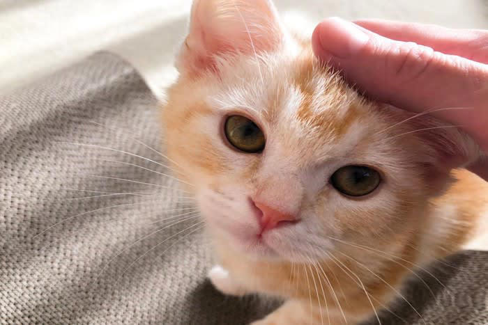 猫が『一緒に寝たい』と感じる人の特徴, 1.そばにいると安心できる, 2.体温や寝返りがちょうどいい, 3.不快に感じないニオイをしている, 4.無言のコミュニケーションが上手, 添い寝で気をつけたい大切なポイント