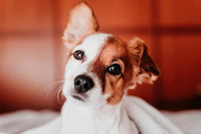 犬が「あなたは仲間だよ」と伝えているサイン4つ, 1.背中やお尻をつけて座る, 2.全身の力を抜いて身をゆだねる, 4.人を守るような行動をする, 犬に信頼してもらう方法
