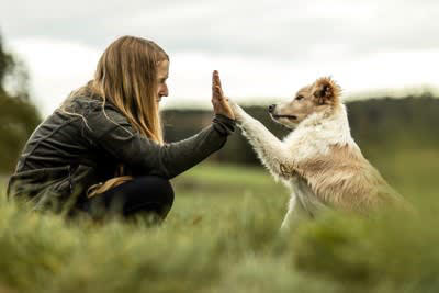 犬が「あなたは仲間だよ」と伝えているサイン4つ, 1.背中やお尻をつけて座る, 2.全身の力を抜いて身をゆだねる, 4.人を守るような行動をする, 犬に信頼してもらう方法
