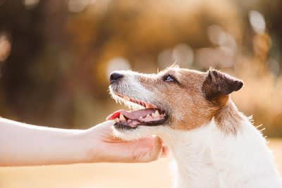 犬に『大好き』を伝える方法５つ, 1.日常の中でアイコンタクトを積極的に送る, 2.ゆったりと毛の流れに沿って撫でる, 3.遊びや暮らしの中で褒める, 4.丁寧にお世話を行う, 5.笑顔と柔らかい声で「大好き」と言う, 犬にストレスを与えてしまう間違った愛情表現