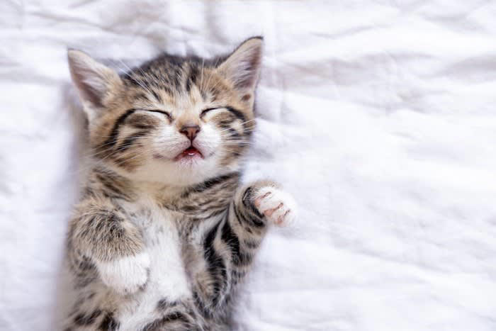 猫が『一緒に寝たい』と感じる人の特徴, 1.そばにいると安心できる, 2.体温や寝返りがちょうどいい, 3.不快に感じないニオイをしている, 4.無言のコミュニケーションが上手, 添い寝で気をつけたい大切なポイント