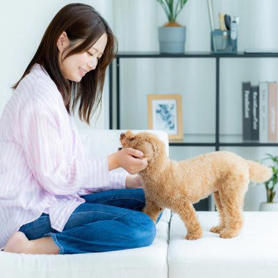犬に『大好き』を伝える方法５つ, 1.日常の中でアイコンタクトを積極的に送る, 2.ゆったりと毛の流れに沿って撫でる, 3.遊びや暮らしの中で褒める, 4.丁寧にお世話を行う, 5.笑顔と柔らかい声で「大好き」と言う, 犬にストレスを与えてしまう間違った愛情表現