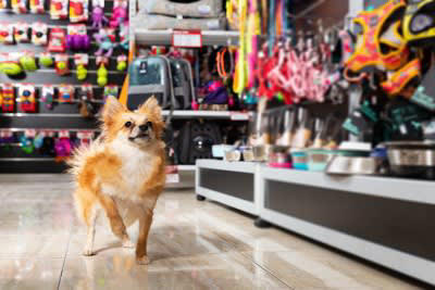 1.季節限定やイベント用の犬服, 2.犬に着せると写真映えするコスチューム, 3.愛犬の名前入りのもの, 4.知育やストレス発散できる系のおもちゃ, 5.歯石が取れる！と表示されているガム系のおやつ, 6.デザインが重視の首輪・ハーネス・リード