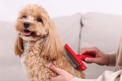 犬に『大好き』を伝える方法５つ, 1.日常の中でアイコンタクトを積極的に送る, 2.ゆったりと毛の流れに沿って撫でる, 3.遊びや暮らしの中で褒める, 4.丁寧にお世話を行う, 5.笑顔と柔らかい声で「大好き」と言う, 犬にストレスを与えてしまう間違った愛情表現