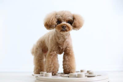 1.季節限定やイベント用の犬服, 2.犬に着せると写真映えするコスチューム, 3.愛犬の名前入りのもの, 4.知育やストレス発散できる系のおもちゃ, 5.歯石が取れる！と表示されているガム系のおやつ, 6.デザインが重視の首輪・ハーネス・リード