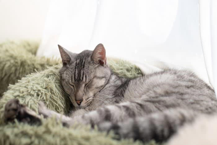 猫が体調を崩しているときの『危険な寝姿』とは？, 1.体を丸めすぎて動かない「うずくまり寝」, 2.横になっても足を伸ばさない「緊張した横寝」, 3.伏せたまま頭を低く下げる「休めていない寝姿」, 危険な寝姿を見たときに取るべき対処法