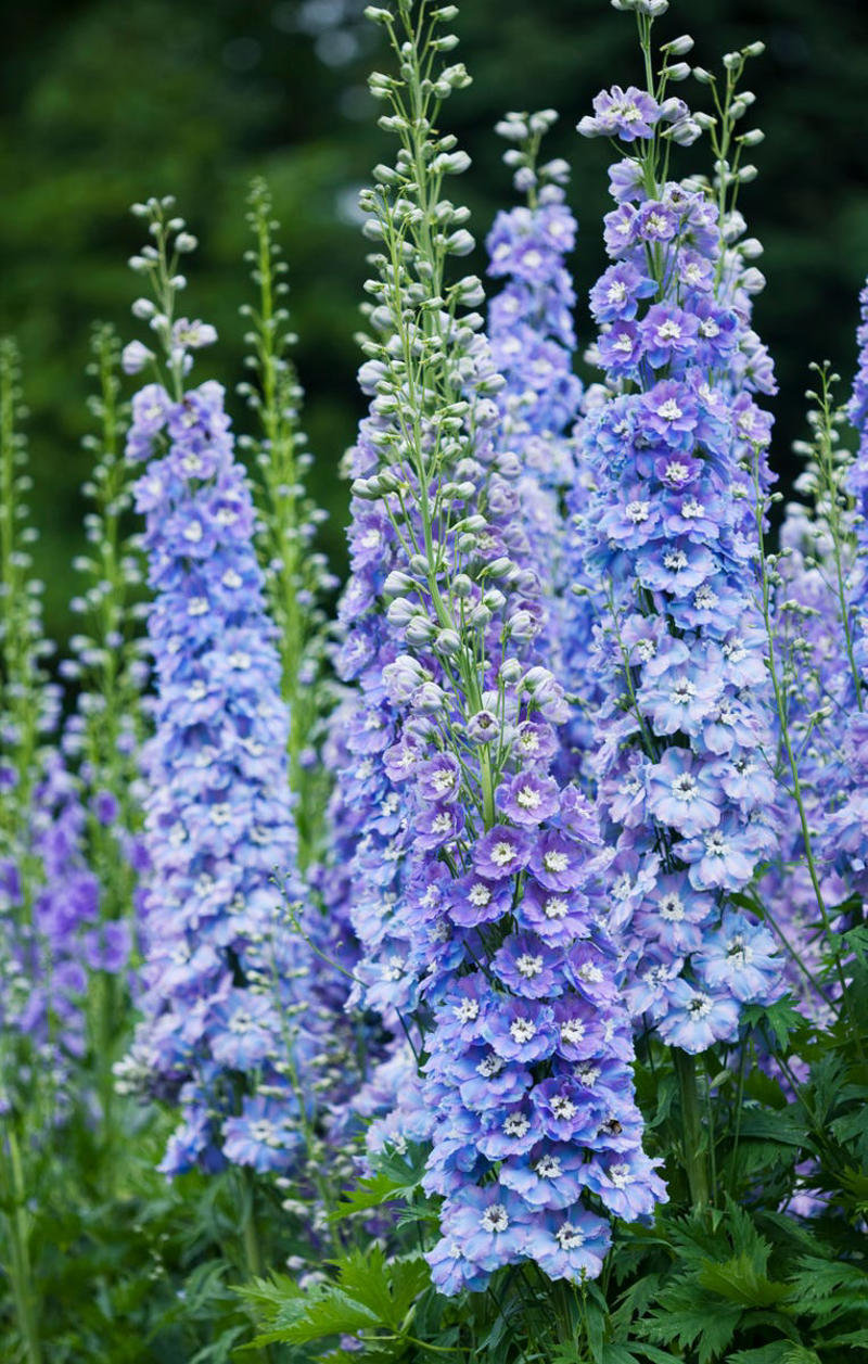 Hollyhocks, Delphiniums, Foxgloves, Masterwort