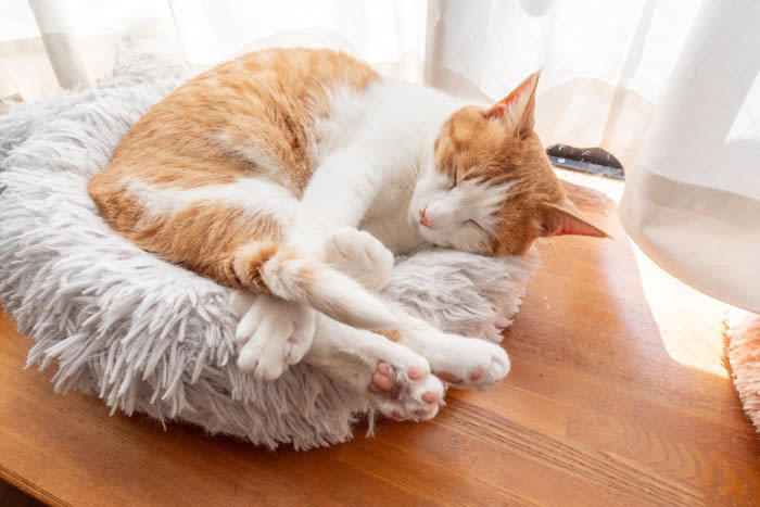 猫が体調を崩しているときの『危険な寝姿』とは？, 1.体を丸めすぎて動かない「うずくまり寝」, 2.横になっても足を伸ばさない「緊張した横寝」, 3.伏せたまま頭を低く下げる「休めていない寝姿」, 危険な寝姿を見たときに取るべき対処法