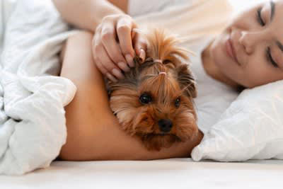 いつも一緒♡愛犬が腕枕を好きな理由, くっついていると安心するから, 飼い主さんの匂いがするから, 枕元の環境が良いから, 愛犬と添い寝する際の注意点, 小型犬で首や腰が悪い子は短時間にとどめて, 愛犬をつぶさないように, ハネムーン症候群に注意, 寝具はこまめに洗濯を