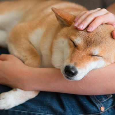 いつも一緒♡愛犬が腕枕を好きな理由, くっついていると安心するから, 飼い主さんの匂いがするから, 枕元の環境が良いから, 愛犬と添い寝する際の注意点, 小型犬で首や腰が悪い子は短時間にとどめて, 愛犬をつぶさないように, ハネムーン症候群に注意, 寝具はこまめに洗濯を