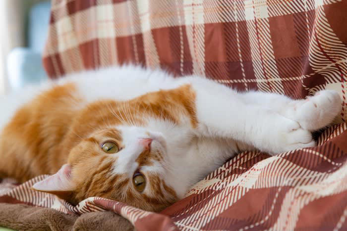猫が体調を崩しているときの『危険な寝姿』とは？, 1.体を丸めすぎて動かない「うずくまり寝」, 2.横になっても足を伸ばさない「緊張した横寝」, 3.伏せたまま頭を低く下げる「休めていない寝姿」, 危険な寝姿を見たときに取るべき対処法