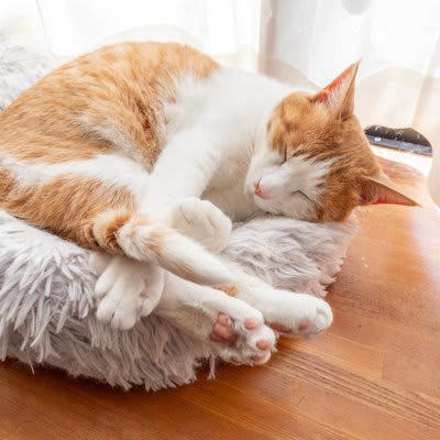 猫が体調を崩しているときの『危険な寝姿』とは？, 1.体を丸めすぎて動かない「うずくまり寝」, 2.横になっても足を伸ばさない「緊張した横寝」, 3.伏せたまま頭を低く下げる「休めていない寝姿」, 危険な寝姿を見たときに取るべき対処法