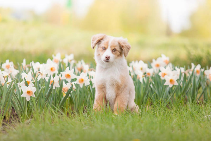Miniature American Shepherd, Border Terrier, Pembroke Welsh Corgi, Havanese, Border Collie, Poodle (Standard, Miniature, and Toy), German Shepherd, Golden Retriever, Labrador Retriever, Australian Shepherd, Belgian Malinois, Doberman Pinscher, Shetland Sheepdog, Papillon, Rottweiler, English Springer Spaniel, Miniature Schnauzer, Cattle Dog (Blue Heeler), Belgian Tervurens