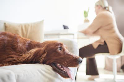 犬が『飼い主の席を横取りする』5つの心理, 1.飼い主のニオイで安心したい, 2.甘えたい・かまってほしい, 3.飼い主と同じ目線になりたい, 4.暖かくて単純に居心地がいい, 5.心配すべきケース — 分離不安気味のサイン, 注意すべき行動や対処法