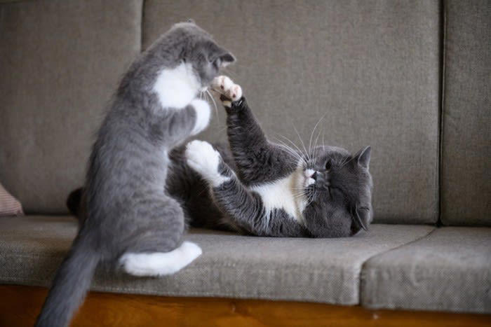 1.猫パルボウイルス感染症, 2.重症熱性血小板減少症候群, 3.猫免疫不全ウイルス感染症, 4.猫伝染性腹膜炎