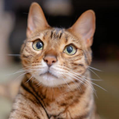 猫の「下心」は愛情と信頼のサイン, 猫が『下心を抱いている』ときの行動, 1.まっすぐ見つめて鳴く「交渉モード」, 2.体をスリスリさせるのは作戦の第一段階, 3.何度も前を横切るのは誘導テクニック