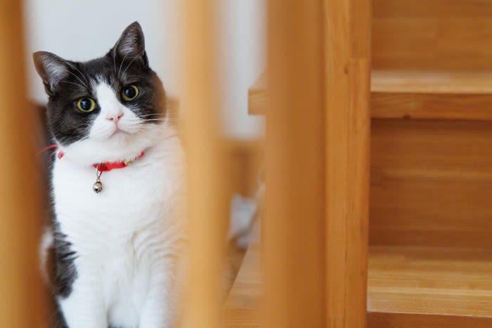 猫の「下心」は愛情と信頼のサイン, 猫が『下心を抱いている』ときの行動, 1.まっすぐ見つめて鳴く「交渉モード」, 2.体をスリスリさせるのは作戦の第一段階, 3.何度も前を横切るのは誘導テクニック