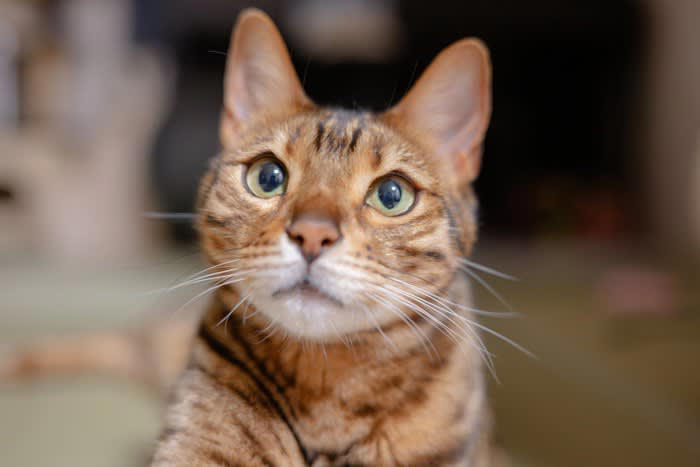 猫の「下心」は愛情と信頼のサイン, 猫が『下心を抱いている』ときの行動, 1.まっすぐ見つめて鳴く「交渉モード」, 2.体をスリスリさせるのは作戦の第一段階, 3.何度も前を横切るのは誘導テクニック