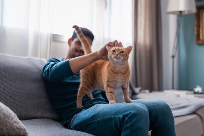 猫の「上手な撫で方」のポイント3つ, 1.撫でる前の確認, 2.触り始めと力加減, 3.集中と静けさ, 猫に「喜んでもらえる理由」と「特に喜ぶ部位」, 猫が「嫌がる撫で方や部位」
