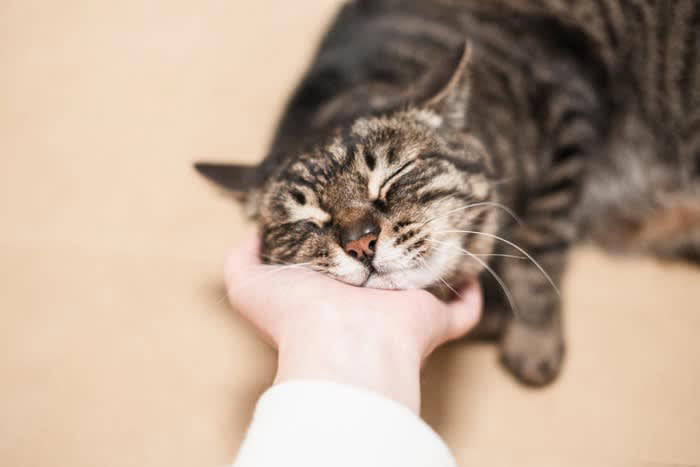 猫の「上手な撫で方」のポイント3つ, 1.撫でる前の確認, 2.触り始めと力加減, 3.集中と静けさ, 猫に「喜んでもらえる理由」と「特に喜ぶ部位」, 猫が「嫌がる撫で方や部位」