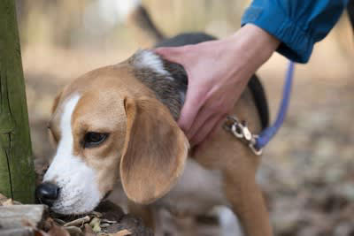 犬が狭いところに鼻を突っ込みたがる理由, 1.嗅覚が非常に発達しているから, 2.本能的に獲物を探している, 3.好奇心と探求心が非常に強いから, 4.安心できる場所であるかどうかを確認したいから, 5.退屈しのぎまたはストレスの発散, 犬が狭いところに鼻を突っ込みたがるときの注意点
