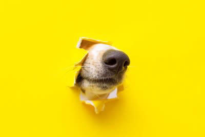 犬が狭いところに鼻を突っ込みたがる理由, 1.嗅覚が非常に発達しているから, 2.本能的に獲物を探している, 3.好奇心と探求心が非常に強いから, 4.安心できる場所であるかどうかを確認したいから, 5.退屈しのぎまたはストレスの発散, 犬が狭いところに鼻を突っ込みたがるときの注意点