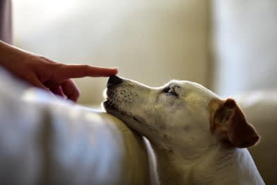 犬が狭いところに鼻を突っ込みたがる理由, 1.嗅覚が非常に発達しているから, 2.本能的に獲物を探している, 3.好奇心と探求心が非常に強いから, 4.安心できる場所であるかどうかを確認したいから, 5.退屈しのぎまたはストレスの発散, 犬が狭いところに鼻を突っ込みたがるときの注意点