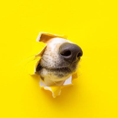 犬が狭いところに鼻を突っ込みたがる理由, 1.嗅覚が非常に発達しているから, 2.本能的に獲物を探している, 3.好奇心と探求心が非常に強いから, 4.安心できる場所であるかどうかを確認したいから, 5.退屈しのぎまたはストレスの発散, 犬が狭いところに鼻を突っ込みたがるときの注意点