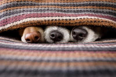 犬が狭いところに鼻を突っ込みたがる理由, 1.嗅覚が非常に発達しているから, 2.本能的に獲物を探している, 3.好奇心と探求心が非常に強いから, 4.安心できる場所であるかどうかを確認したいから, 5.退屈しのぎまたはストレスの発散, 犬が狭いところに鼻を突っ込みたがるときの注意点