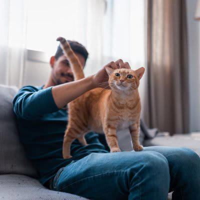 猫の「上手な撫で方」のポイント3つ, 1.撫でる前の確認, 2.触り始めと力加減, 3.集中と静けさ, 猫に「喜んでもらえる理由」と「特に喜ぶ部位」, 猫が「嫌がる撫で方や部位」