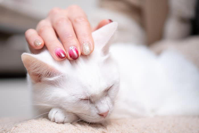 猫の「上手な撫で方」のポイント3つ, 1.撫でる前の確認, 2.触り始めと力加減, 3.集中と静けさ, 猫に「喜んでもらえる理由」と「特に喜ぶ部位」, 猫が「嫌がる撫で方や部位」
