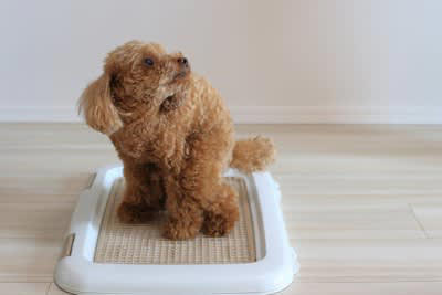 犬にやってはいけないしつけ, 1.叩く・蹴るなどの体罰を与えること, 2.大きな声で怒鳴ること, 3.事後の失敗を叱ること, 4.ルールに一貫性がないこと, 5.トイレの失敗を叱ること, 犬のしつけの正しい指示の出し方
