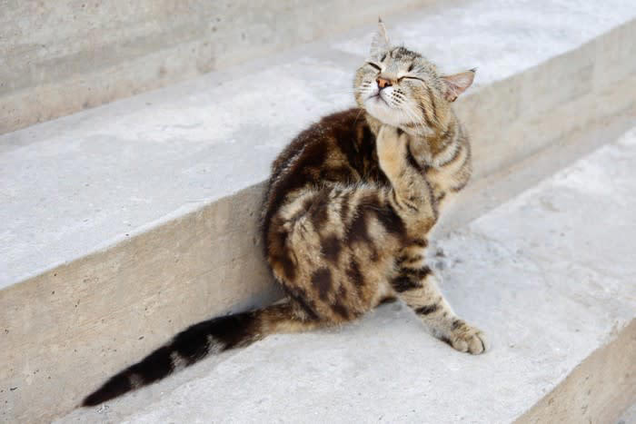 1.猫パルボウイルス感染症, 2.重症熱性血小板減少症候群, 3.猫免疫不全ウイルス感染症, 4.猫伝染性腹膜炎