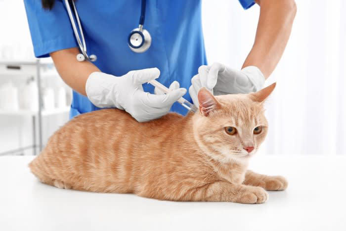 1.猫パルボウイルス感染症, 2.重症熱性血小板減少症候群, 3.猫免疫不全ウイルス感染症, 4.猫伝染性腹膜炎