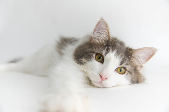 猫の「下心」は愛情と信頼のサイン, 猫が『下心を抱いている』ときの行動, 1.まっすぐ見つめて鳴く「交渉モード」, 2.体をスリスリさせるのは作戦の第一段階, 3.何度も前を横切るのは誘導テクニック