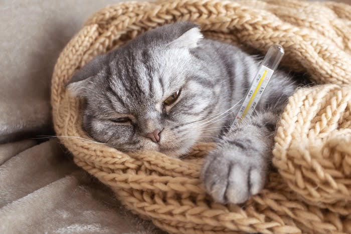 1.猫パルボウイルス感染症, 2.重症熱性血小板減少症候群, 3.猫免疫不全ウイルス感染症, 4.猫伝染性腹膜炎