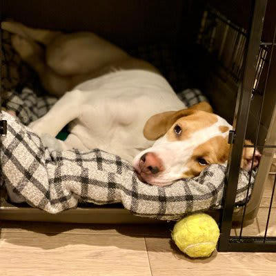 『寂しがりやな犬』の特徴５選, 1.飼い主の後ろをついて歩く, 2.姿が見えなくなると吠えたり鳴いたりする, 3.常に飼い主に触れていたがる, 4.留守番中に問題行動を起こす, 5.飼い主が帰宅すると大興奮する, 寂しがりやな犬を独りに慣れさせるコツ